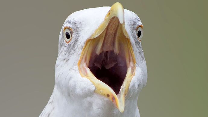 0_Seagull-screaming