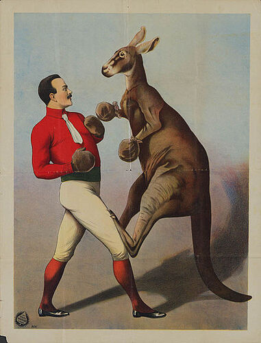 Kangaroo_Boxing_sideshow_poster